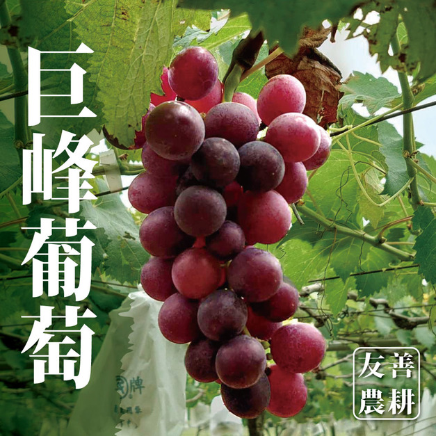 【十翼饌選果】陽光巨峰葡萄 ( 5-6袋/5台斤/箱)-黑貓低溫出貨