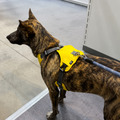 URBAN HARNESS 旺旺黃_3