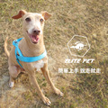經典系列 寵物反光快穿胸背 天空藍_4