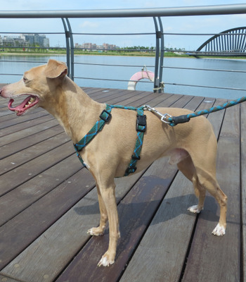 【汪福的家】運動系列 H型胸背組(銷品不可退換)