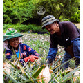 【台東延平鄉｜夢萊鳳梨｜張籌才、李宜采】以1年8個月的慢長時間，自然聚足最濃郁的酸甜金鑽鳳梨香_9