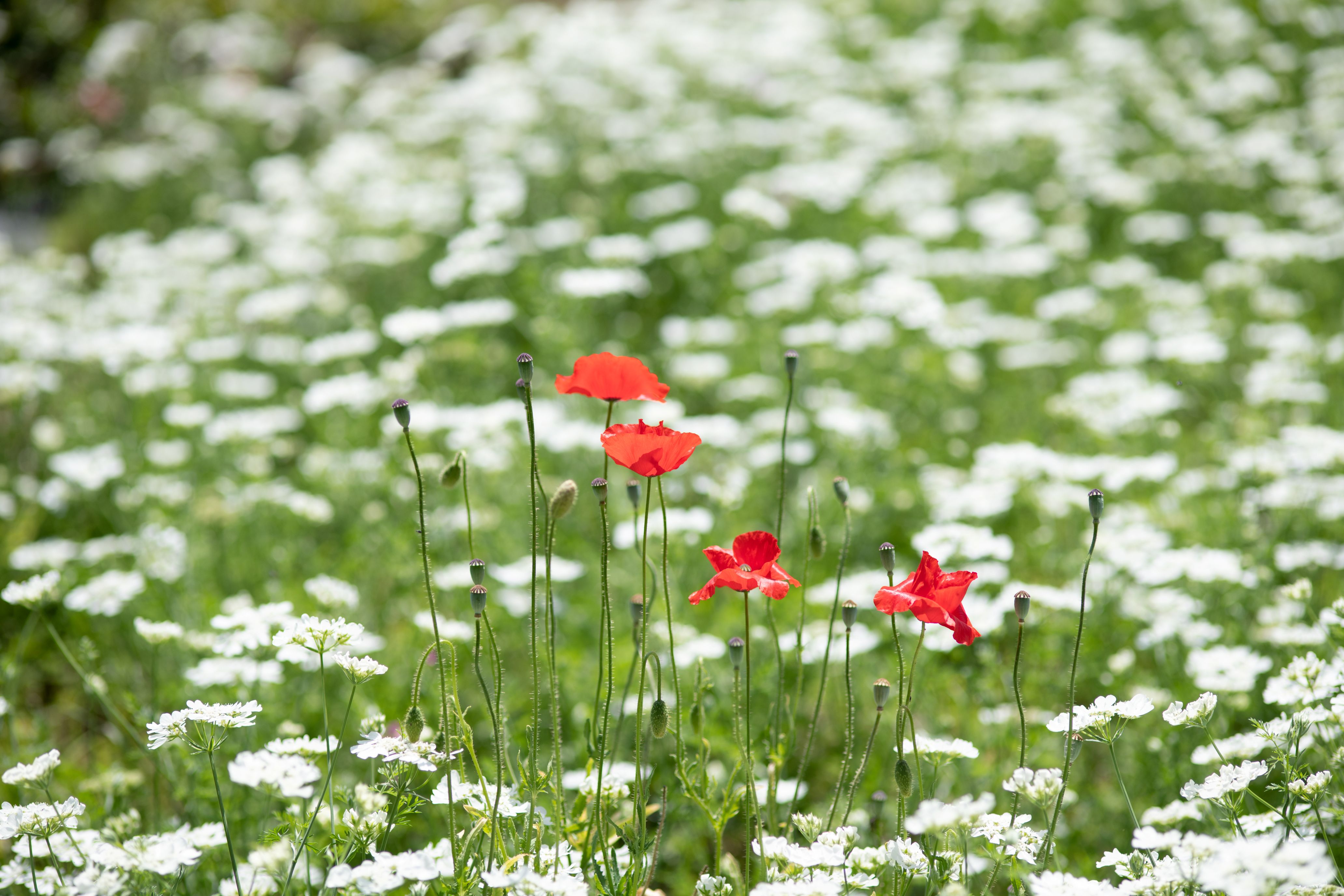 鼻竇炎族群在花粉季要特別注意什麼？