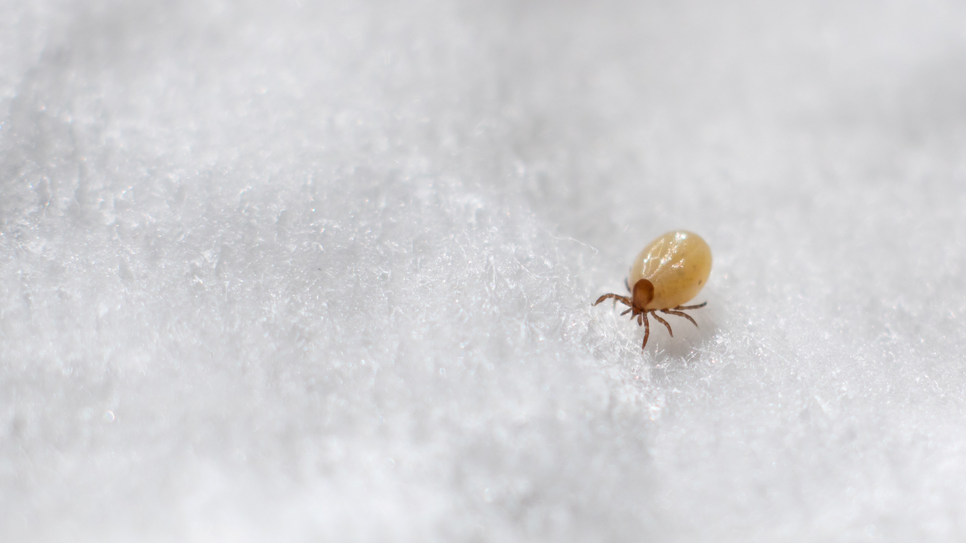 1. 塵蟎：最常見的隱形敵人