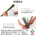 【年末送禮推薦】原色藺草花藝束Fra-Grass 60cm_16