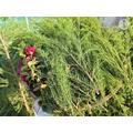 茶樹青黛｜平衡肌膚_4