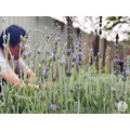薰衣草花園｜靜謐好眠_7