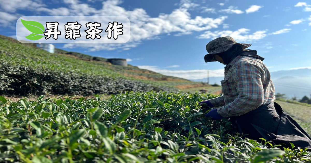 馥郁芳昀&昇霏茶作