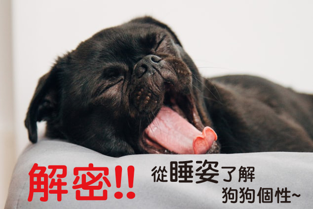 【寵物小知識】解密!從睡姿就能了解寵物與主人的關係~