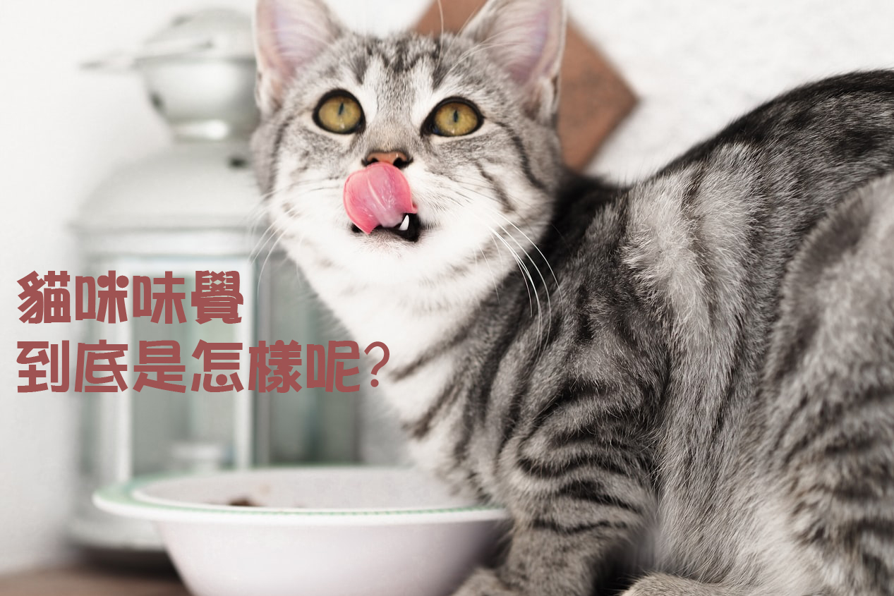 【寵物小知識】解密~貓咪的味覺到底是怎樣呢?