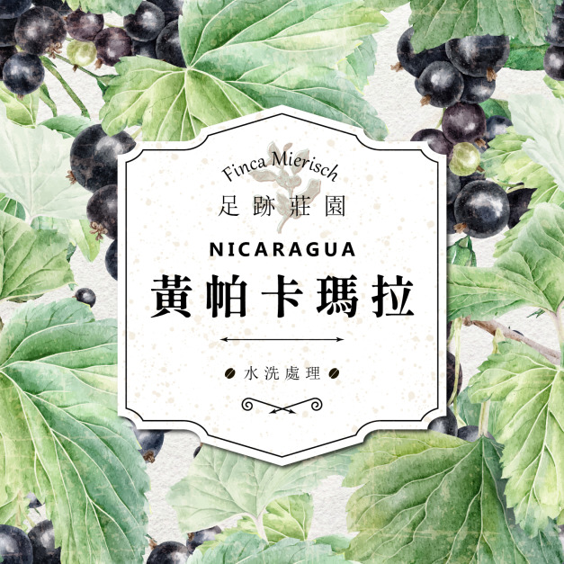 尼加拉瓜 米耶瑞詡家族 足跡莊園 黃帕卡瑪拉種 水洗處理
