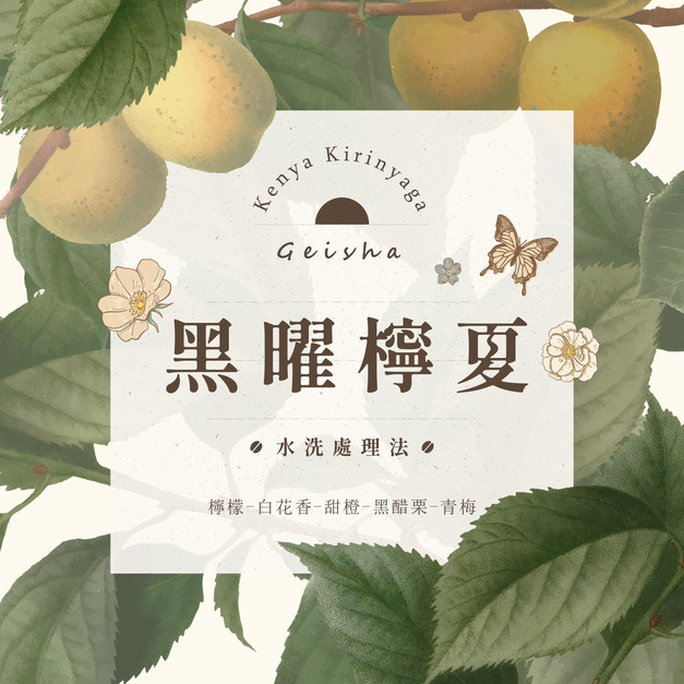 肯亞 奇里雅佳 黑曜檸夏 藝伎 水洗處理法