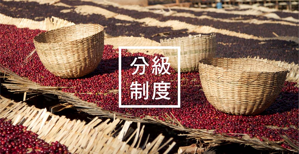 探索咖啡種類分級制度！教你讀懂咖啡包裝袋上的標籤