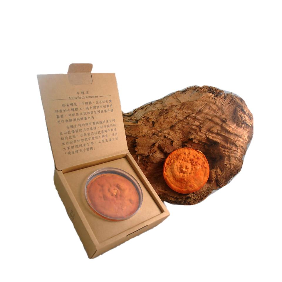 黃金樟芝原片禮盒