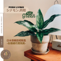 PLUSthegreen 日本環保花盆-肉桂_2