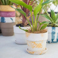 PLUSthegreen 日本環保花盆-牛奶檸檬_3