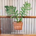 【POSH LIVING】日系柳編植物吊籃 可拆鐵鍊懸掛花籃 室內綠植垂吊盆 收納籃_5