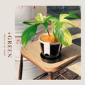 【POSH LIVING】Glossy Pot 冰裂感花盆陶盆- 碳黑色_2