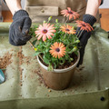 【POSH LIVING】Glossy Pot 冰裂感花盆陶盆- 淺灰色_3