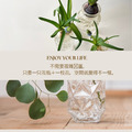 【POSH LIVING】日系玻璃花瓶｜高透設計｜乾燥花鮮花兩用｜22709_12