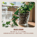 【POSH LIVING】日系玻璃花瓶｜高透設計｜乾燥花鮮花兩用｜22705_9