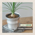 【POSH LIVING】Blueta Pot 霧金質感花器 室內擺飾 盆栽 鋁製花盆 花器 鋁製花盆 花器-64085C小款_8