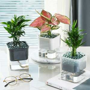 室內自動吸水透明水培花盆栽