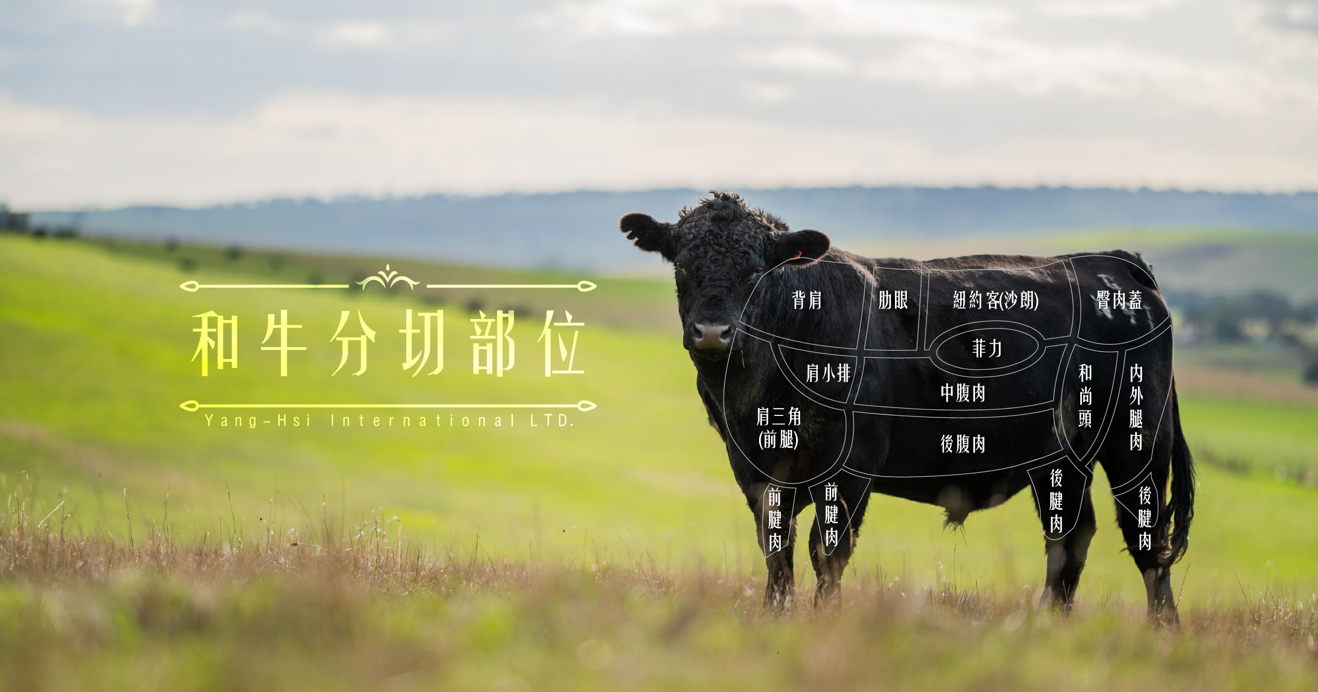 認識和牛 各部位的獨特魅力(上)