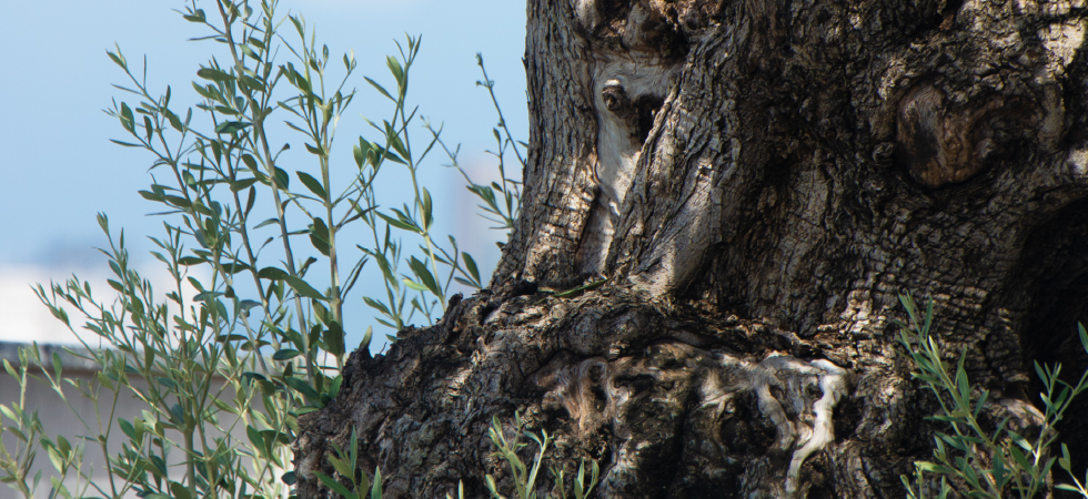 材質與產地圖片
