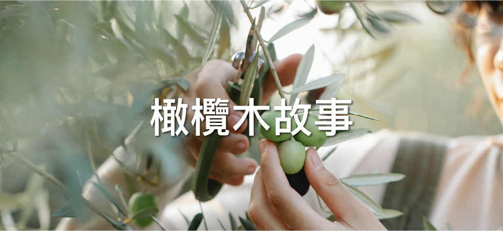 橄欖木產地與生產