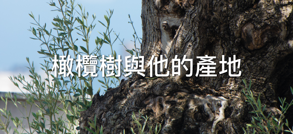 橄欖木會發霉嗎