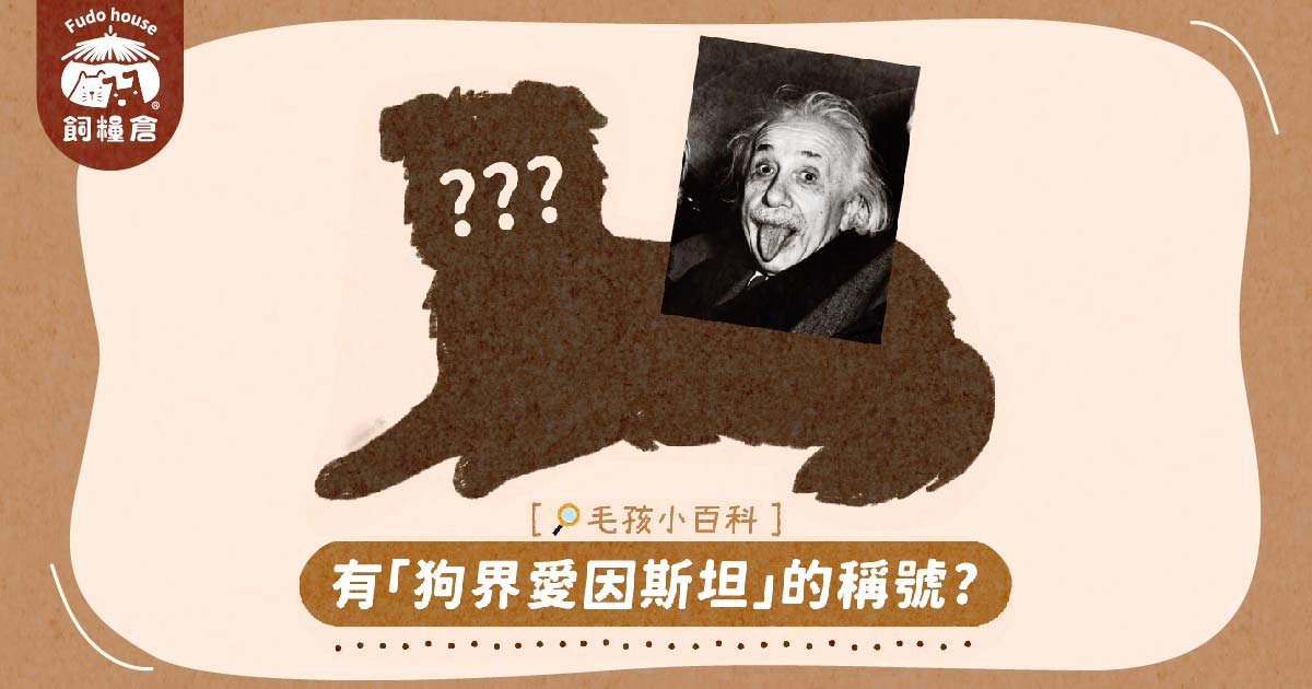 有『狗界愛因斯坦』的稱號 ‼ 