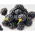 冷凍黑莓(智利) IQF Blackberry_1