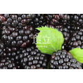冷凍黑莓(智利) IQF Blackberry_2