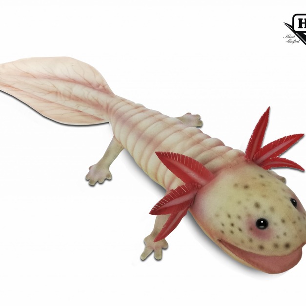 Hansa 7802-墨西哥鈍口螈45公分