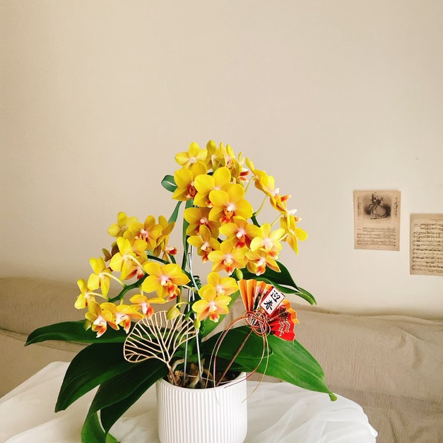 【新年祝賀盆花】蘭花盆栽祝賀開幕鮮花盆花