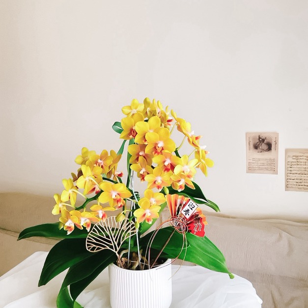 【新年祝賀盆花】蘭花盆栽祝賀開幕鮮花盆花