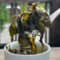 2026年冬-水源頭烏龍茶 100g_1