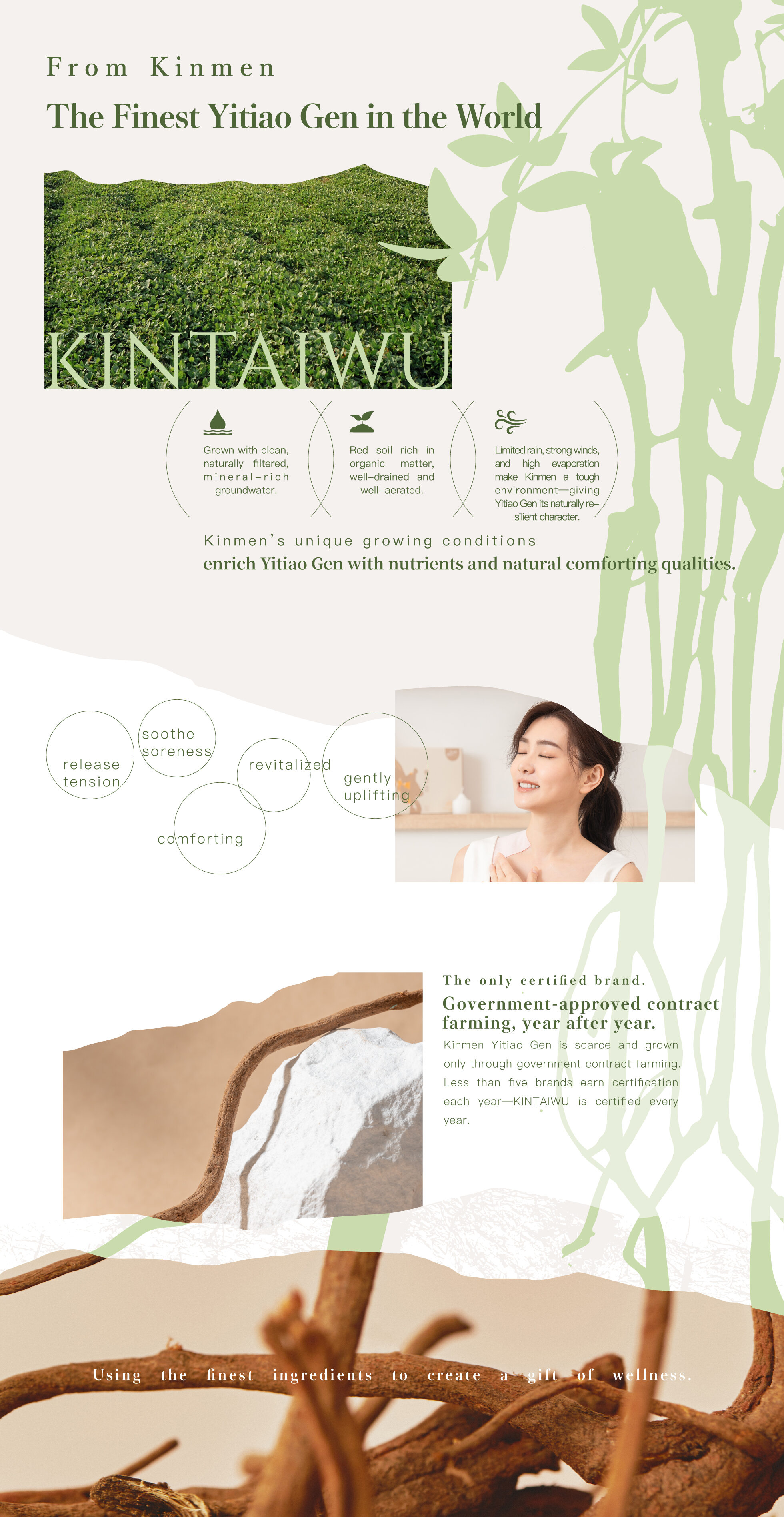 金太武金門一條根介紹 - 天然栽種環境與草本療癒功效