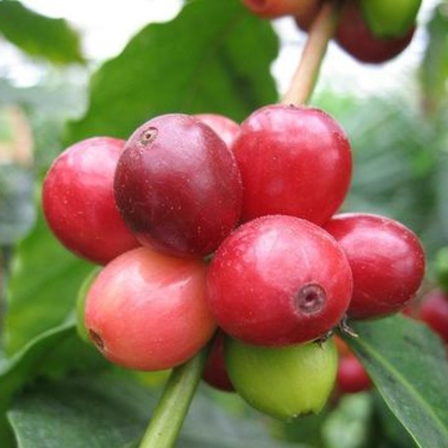 (12)尼加拉瓜 米耶瑞詡家族 足跡莊園 黃帕卡瑪拉 水洗處理(淺焙)