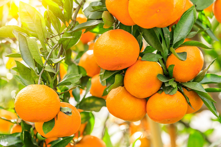 從一顆虎頭柑，看見秀髮生命的無限可能。揭密「客家酸柑」的重生之旅：如何用時間與發酵，釀出頭皮的抗老奇蹟？