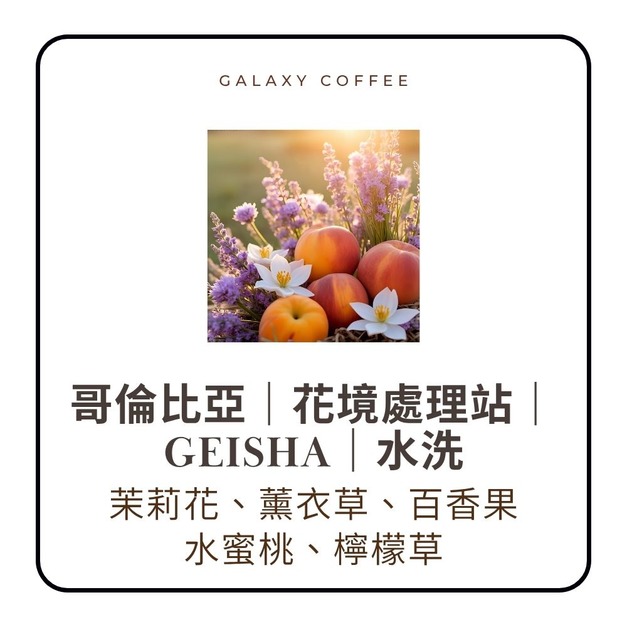 【淺中焙】哥倫比亞｜花境處理站｜Geisha｜水洗