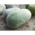 天然自種冬瓜_1