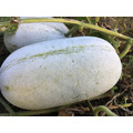 天然自種冬瓜_2