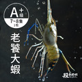 普拉斯大蝦/A+級