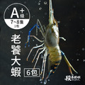 【免運】普拉斯大蝦/A+級 (6包入)