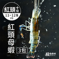 普拉斯大蝦/紅頭+級 (3包入)