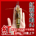 紅頭母蝦（L）