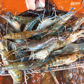 軟殼蝦_1