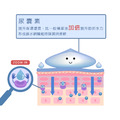 活源保濕精華液(玻尿酸&神經醯胺)-安諾萊雅 Anolya_3