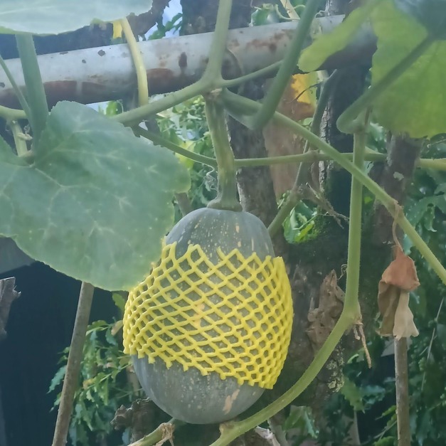 自然栽種木瓜型南瓜'